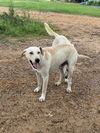 adoptable Dog in farmerville, LA named Leroy