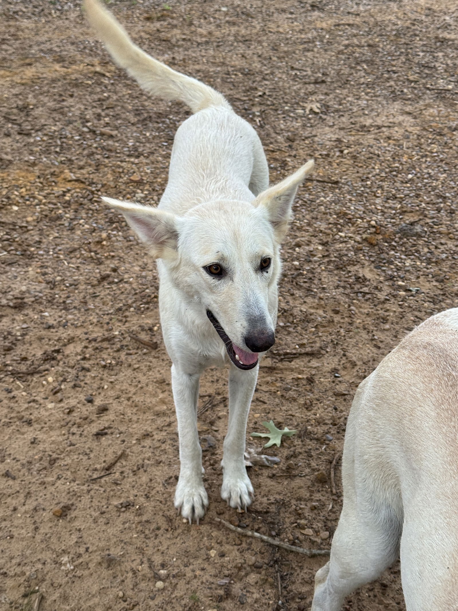 adoptable Dog in Farmerville, LA named Pretty girl