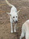adoptable Dog in  named Pretty girl