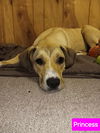 adoptable Dog in farmerville, LA named Princess