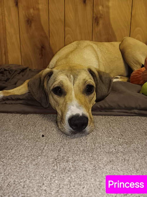 PRINCESS - Labrador Retriever / Catahoula Leopard Dog available for adoption