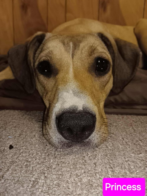 PRINCESS - Labrador Retriever / Catahoula Leopard Dog available for adoption