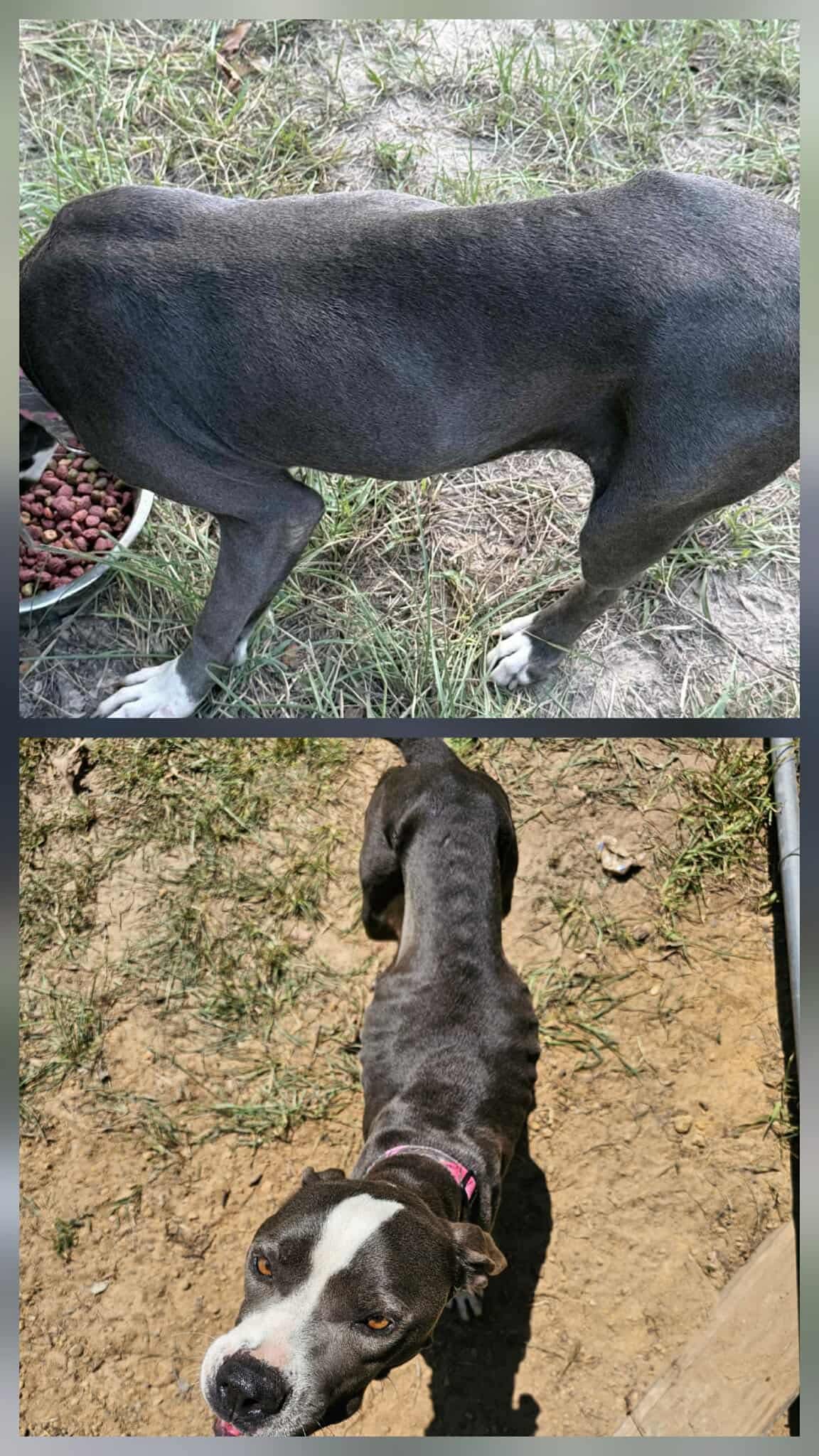 Maddie - American Pit Bull Terrier