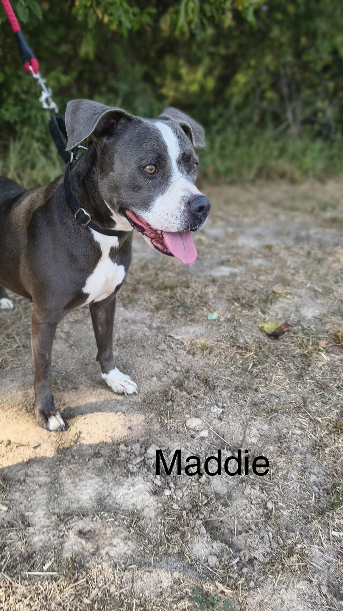 Maddie, American Pit Bull Terrier