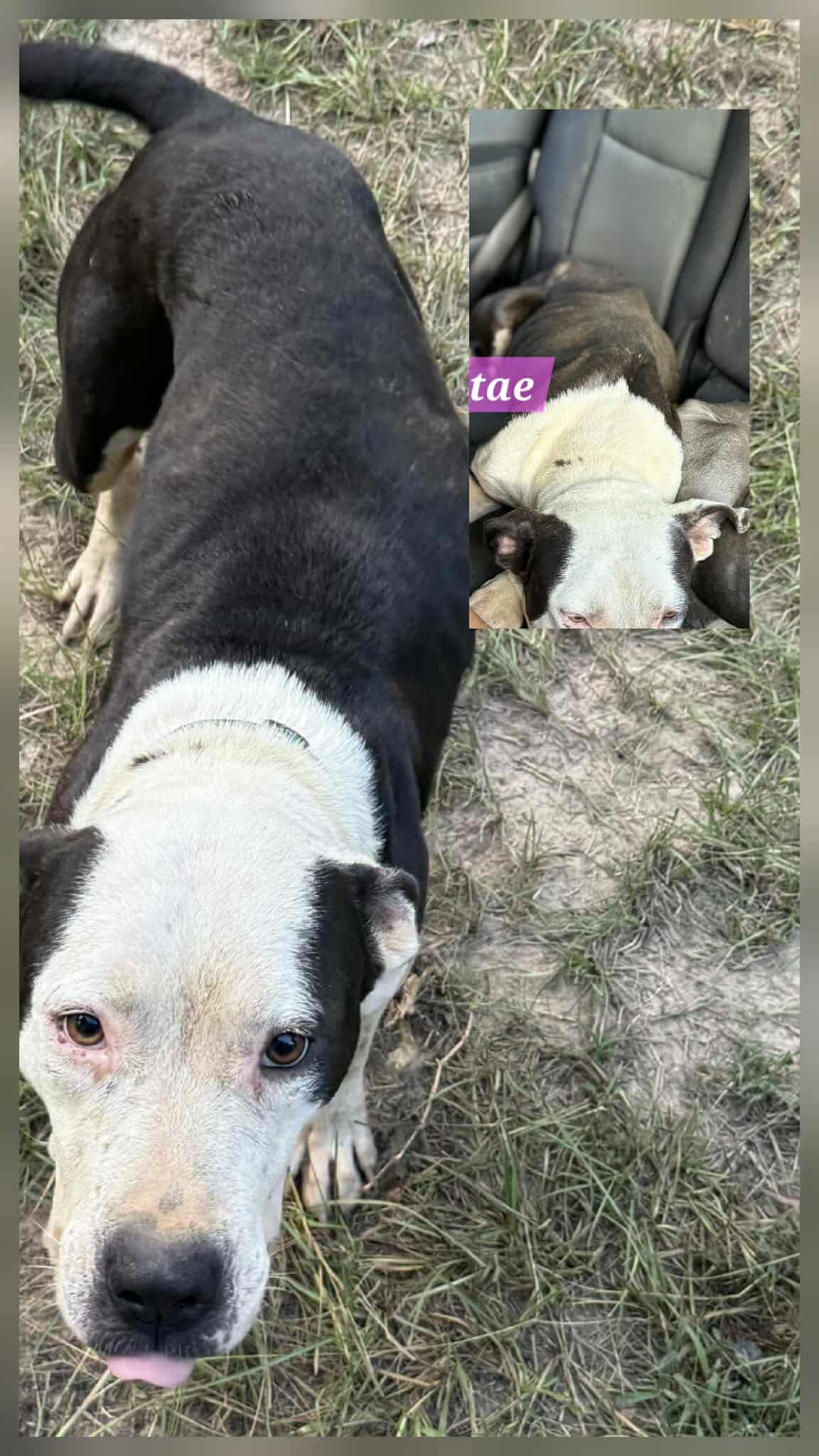 Tae - American Pit Bull Terrier