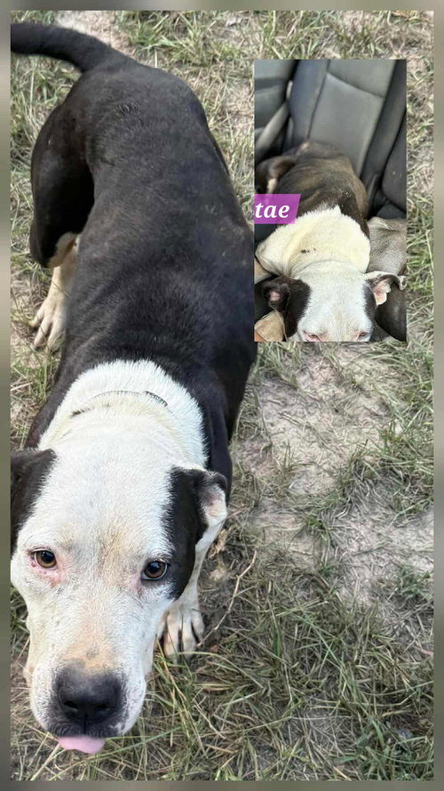 Tae, an adoptable American Pit Bull Terrier in Farmerville, LA