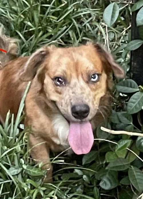 FRECKLES - Unknown available for adoption