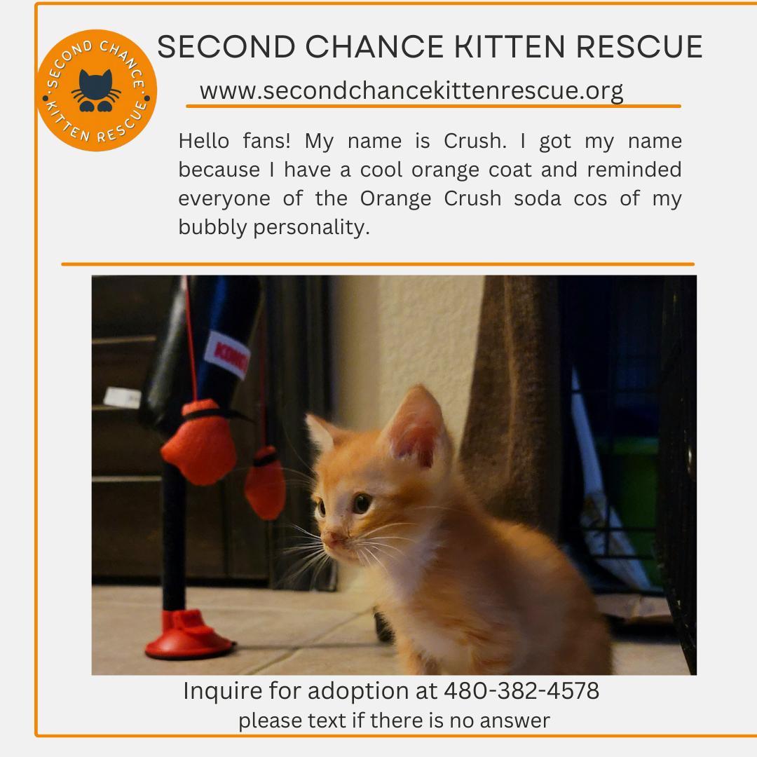 adoptable Cat in Phoenix, AZ named CRUSH