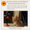 adoptable Cat in phoenix, AZ named CRUSH