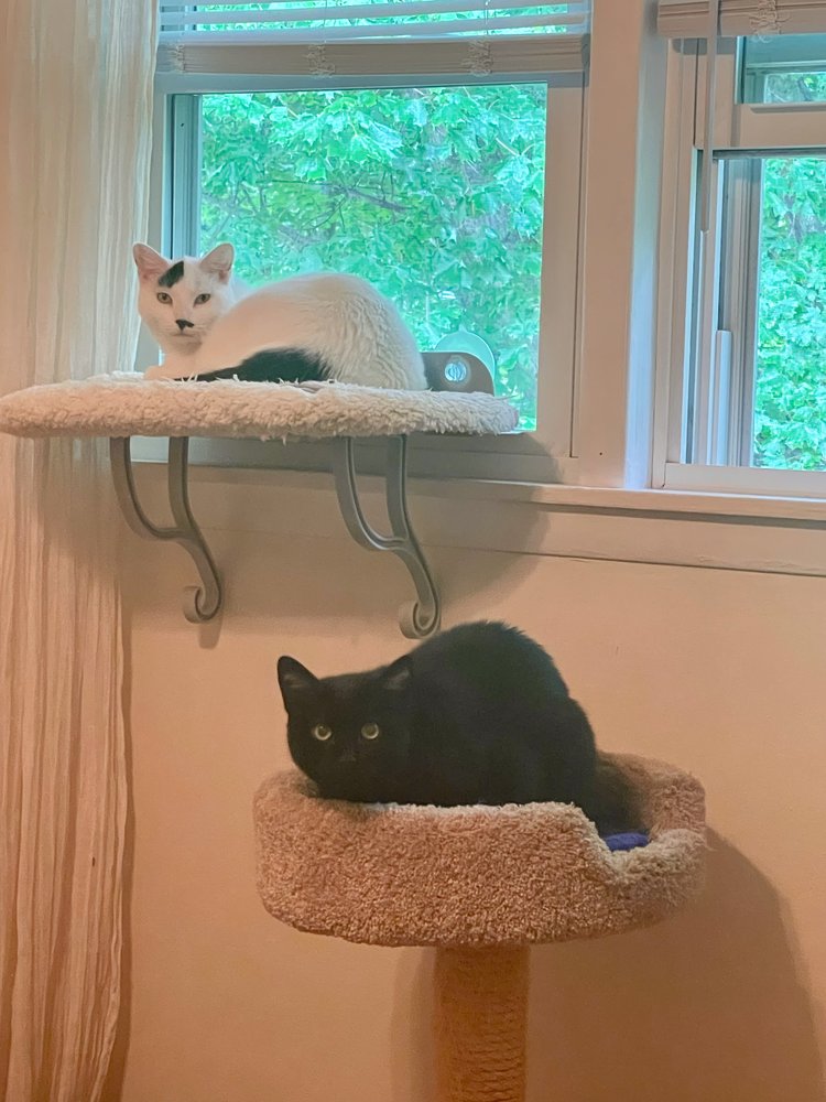 adoptable Cat in Milwaukee, WI named Clay & Tullie