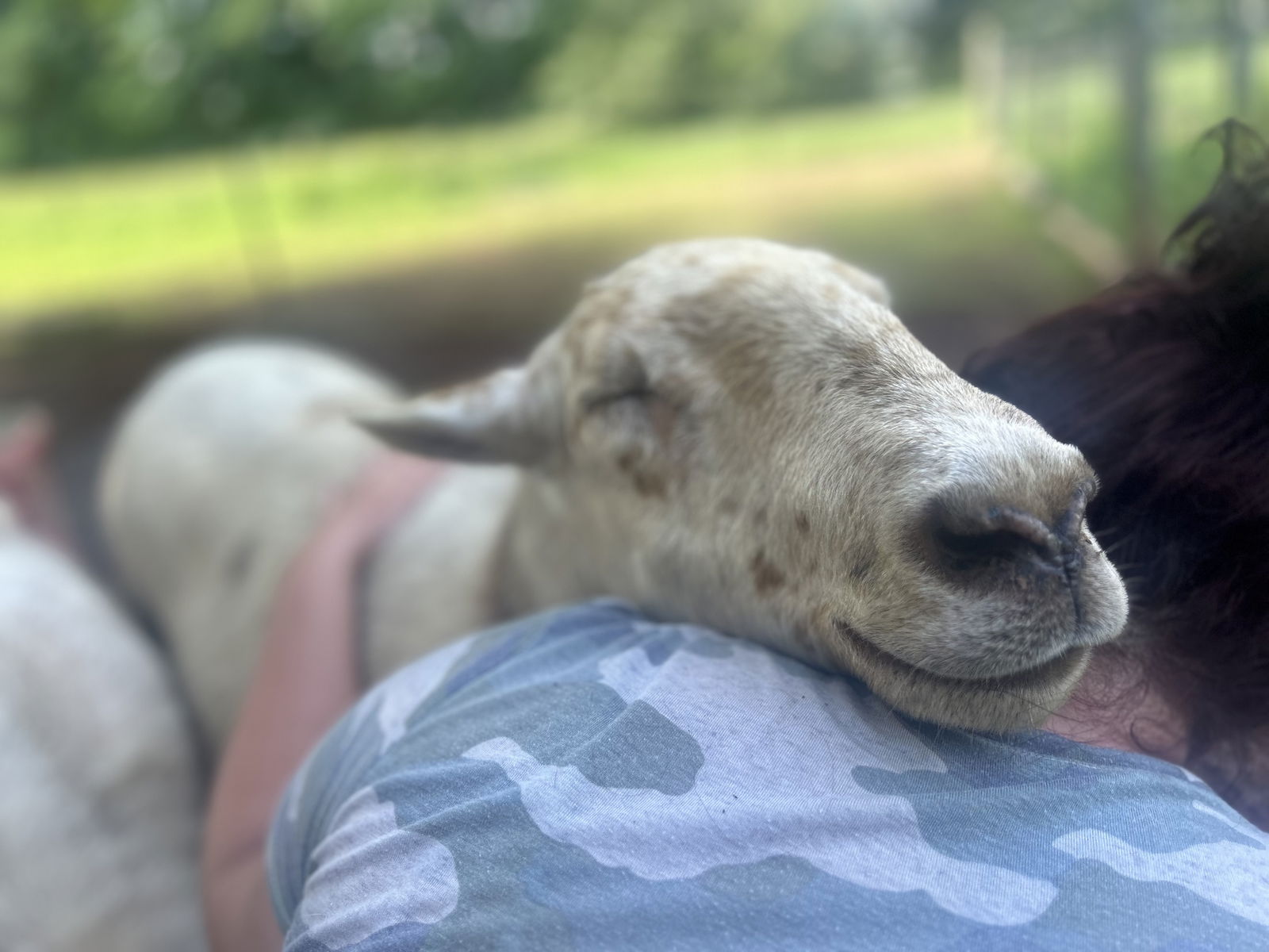 adoptable Sheep in Scottsville, VA named Mirabelle & Maybelle & Maya