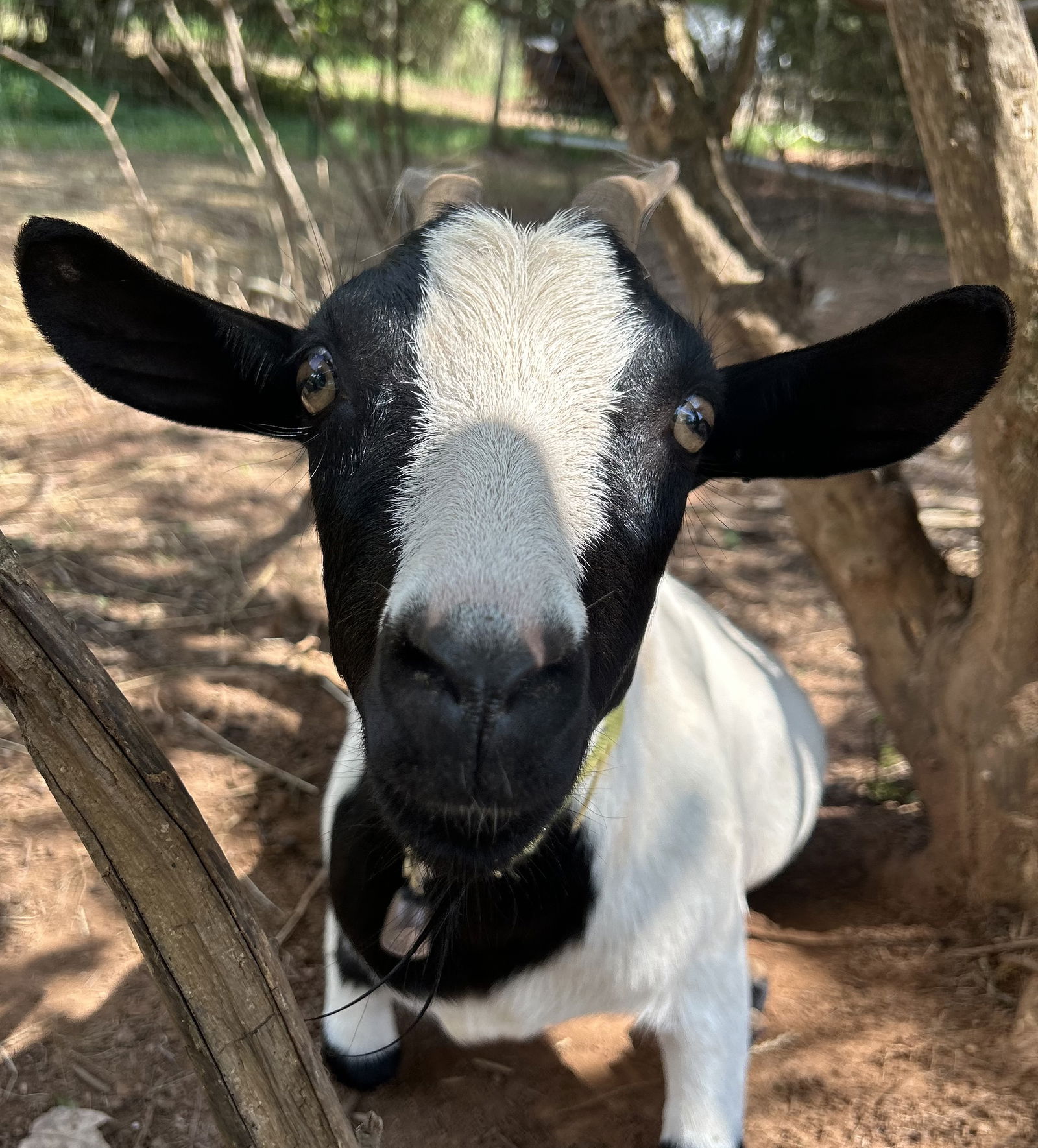 adoptable Goat in Scottsville, VA named Mickey and Minnie