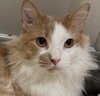 Tony - Photo 3