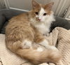 Tony - Photo 4