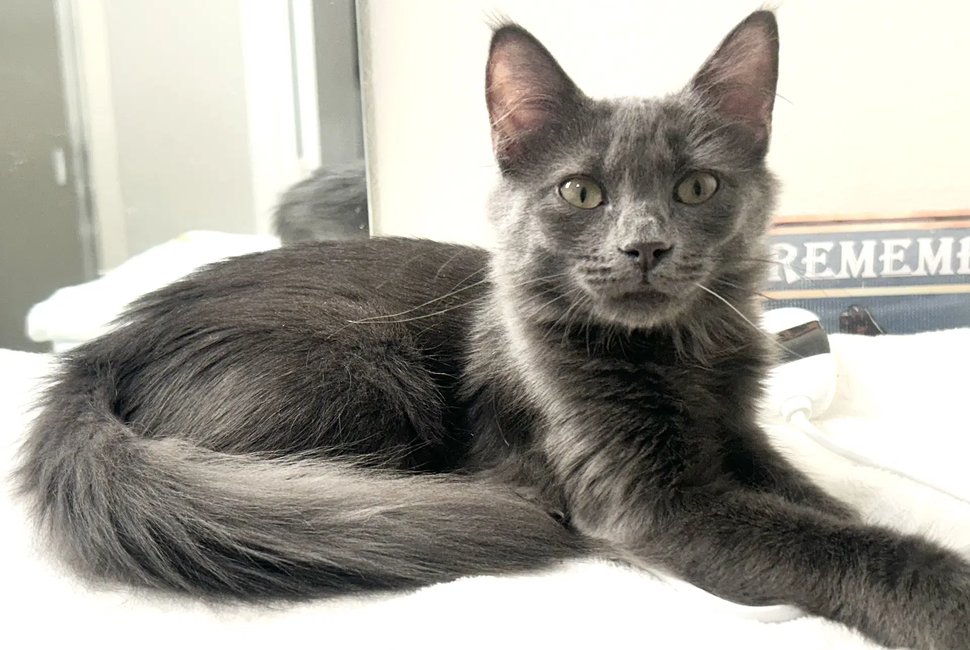 Sealy - Russian Blue