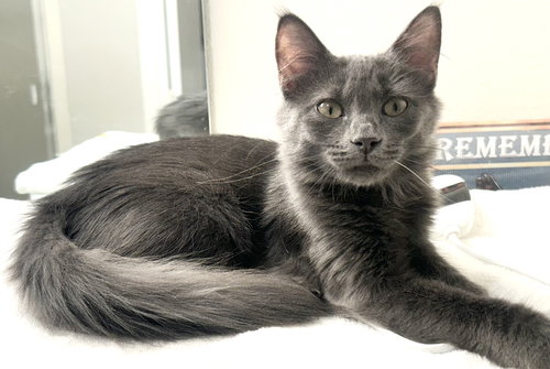 SEALY - Russian Blue available for adoption