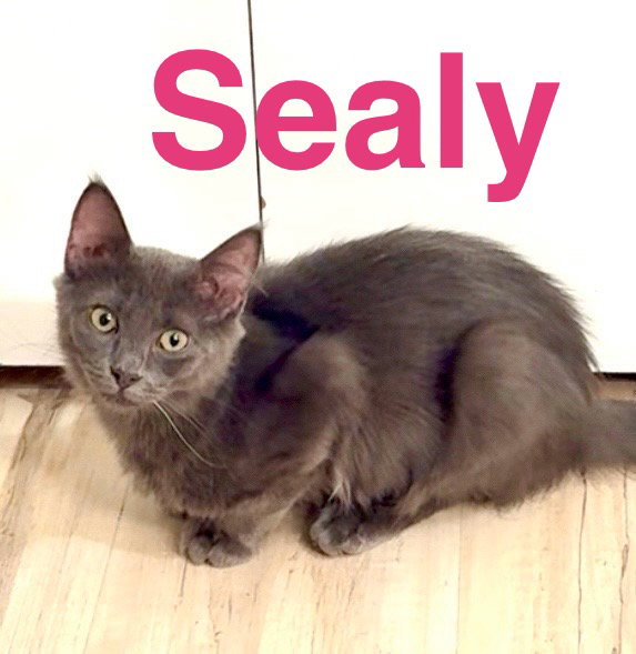 Sealy