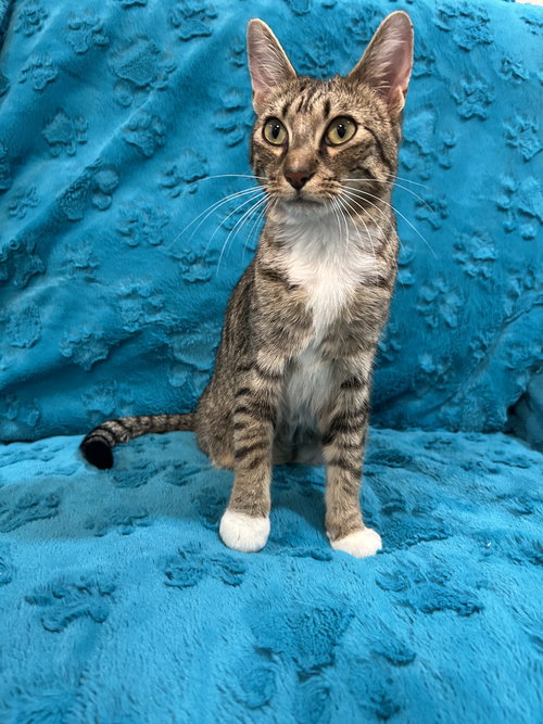 ALAN - Domestic Short Hair / Tabby available for adoption