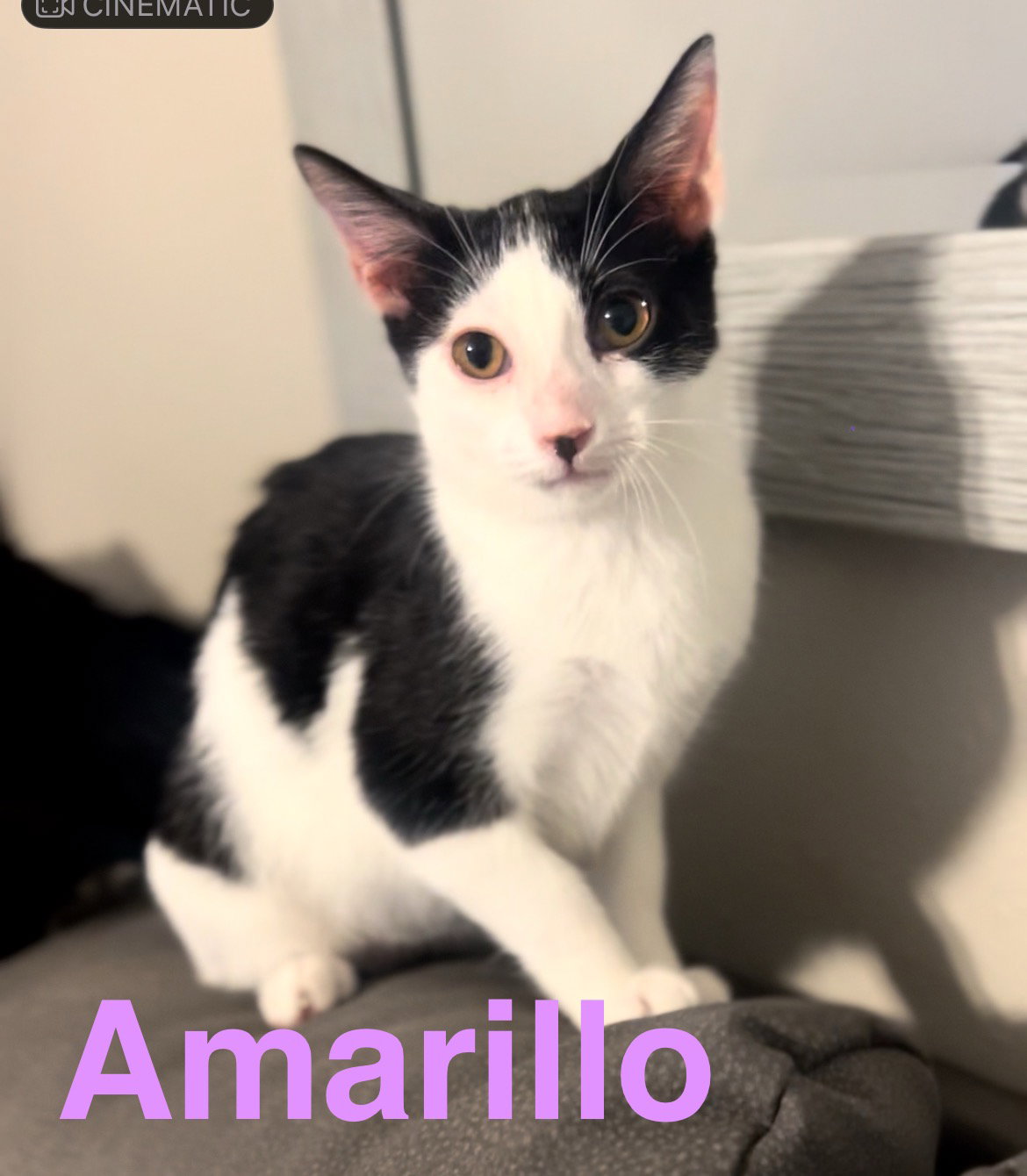Amarillo Image