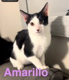 Amarillo - Photo 1