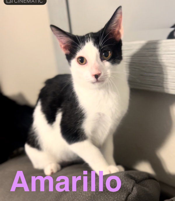 Amarillo