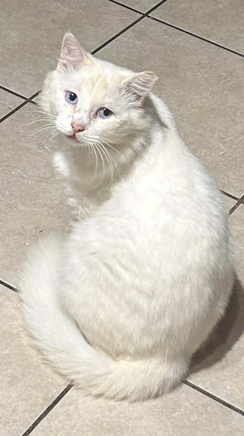 STARK - Siamese available for adoption
