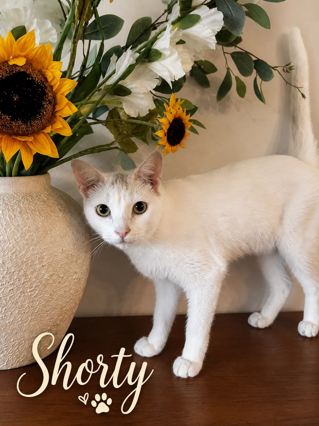 Shorty - American Shorthair