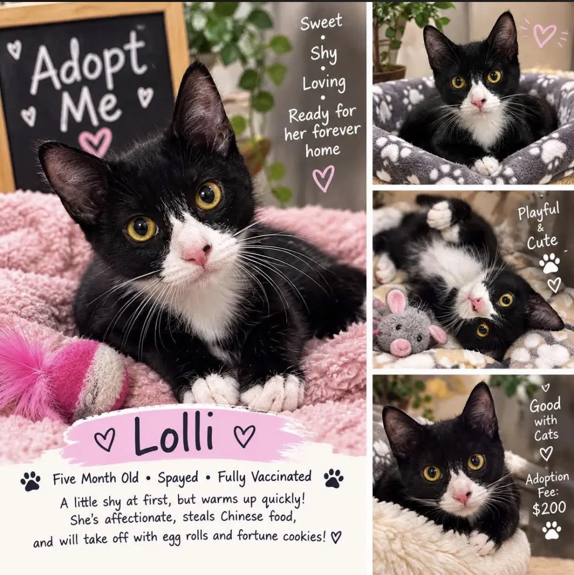 Lolli - Tuxedo