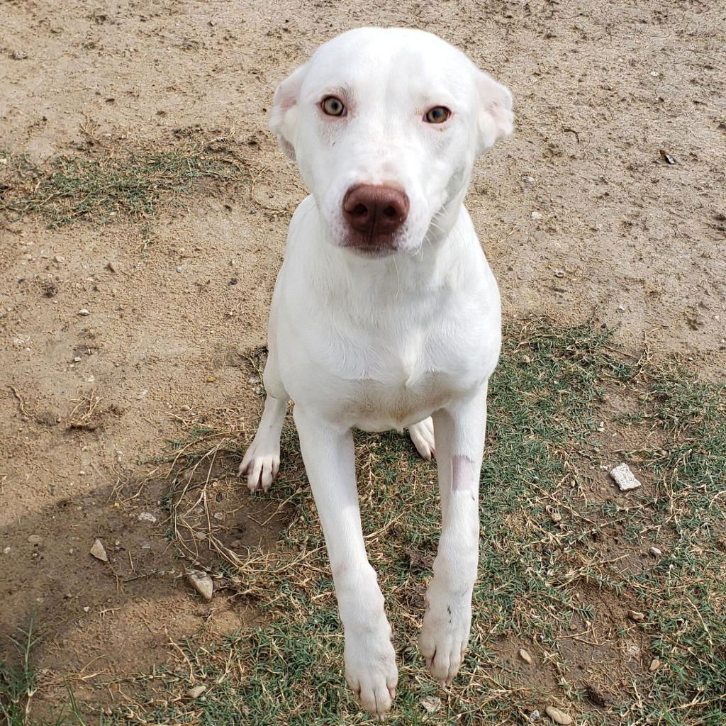 adoptable Dog in Mayfield, NY named Lilly