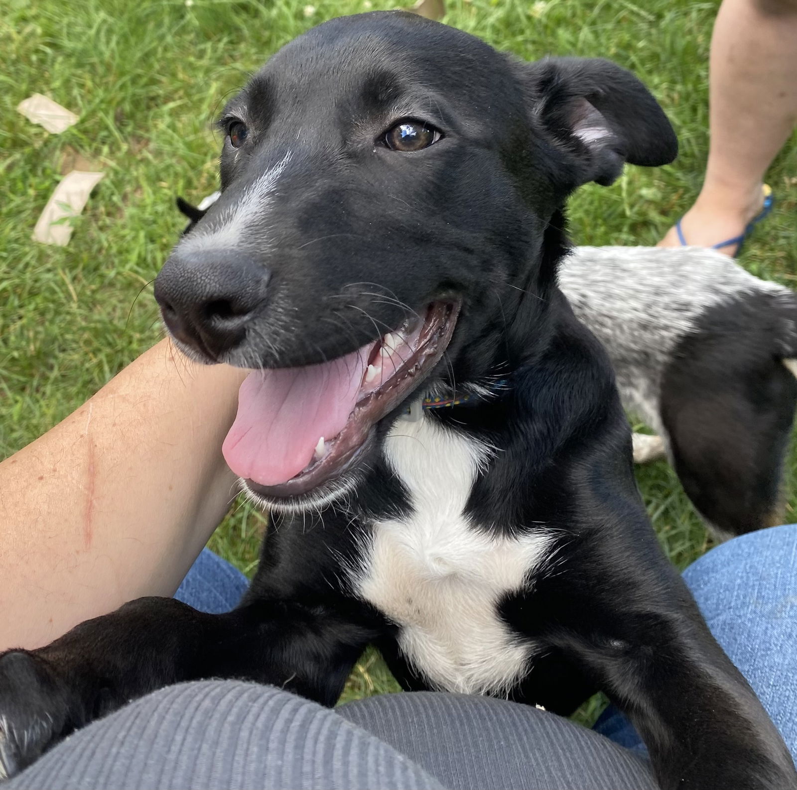 adoptable Dog in Mayfield, NY named Kenai