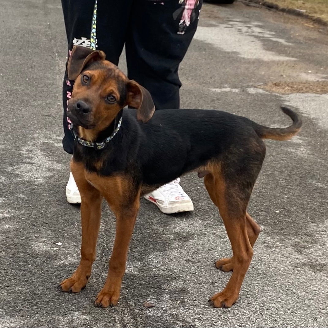 adoptable Dog in Mayfield, NY named Urban