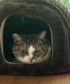 Honey - Photo 3