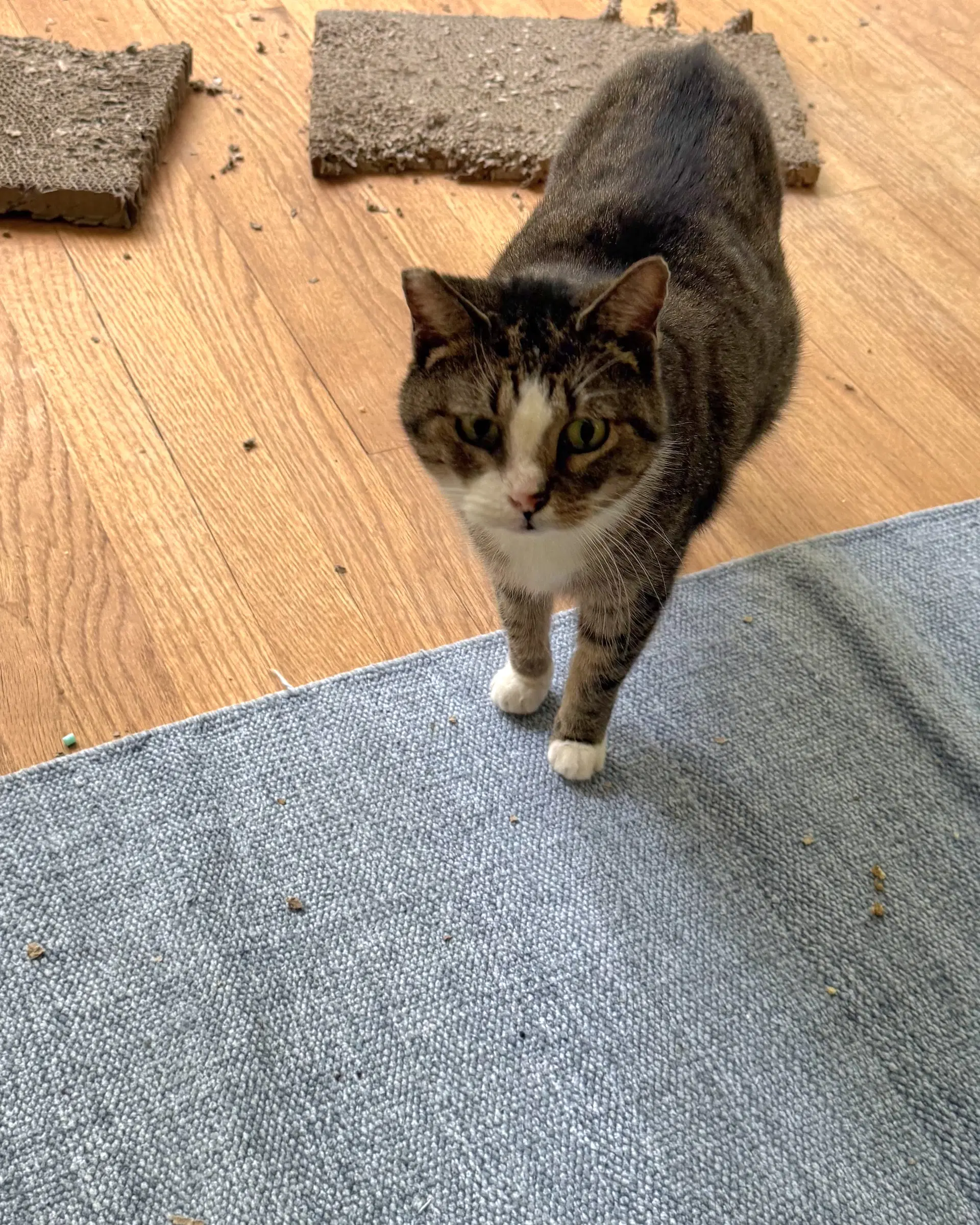 Honey - Domestic Short Hair