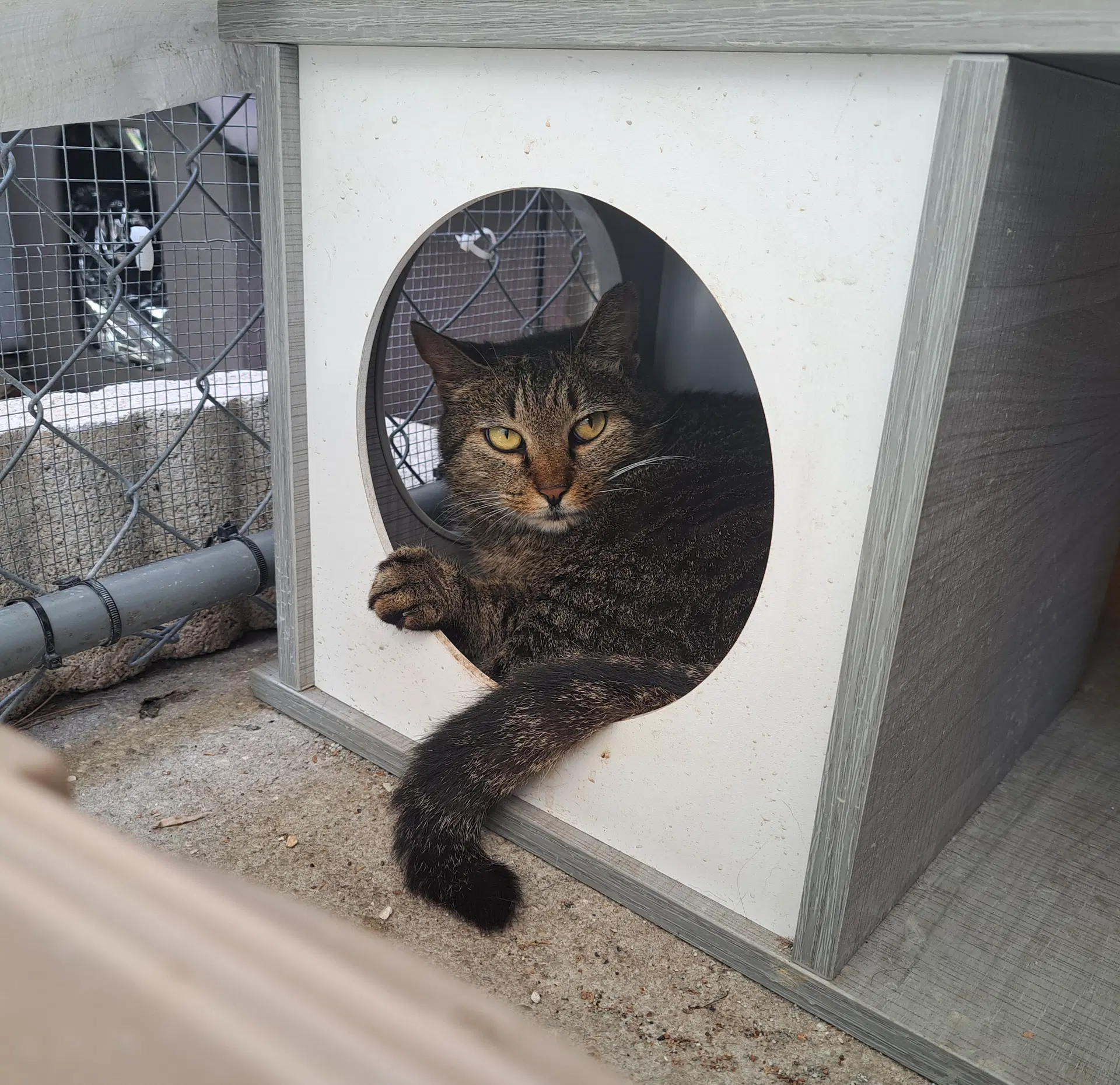Whiskers image 2