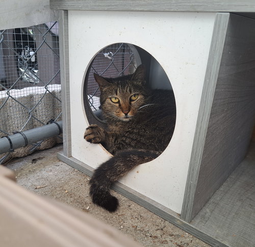 WHISKERS - Domestic Short Hair available for adoption