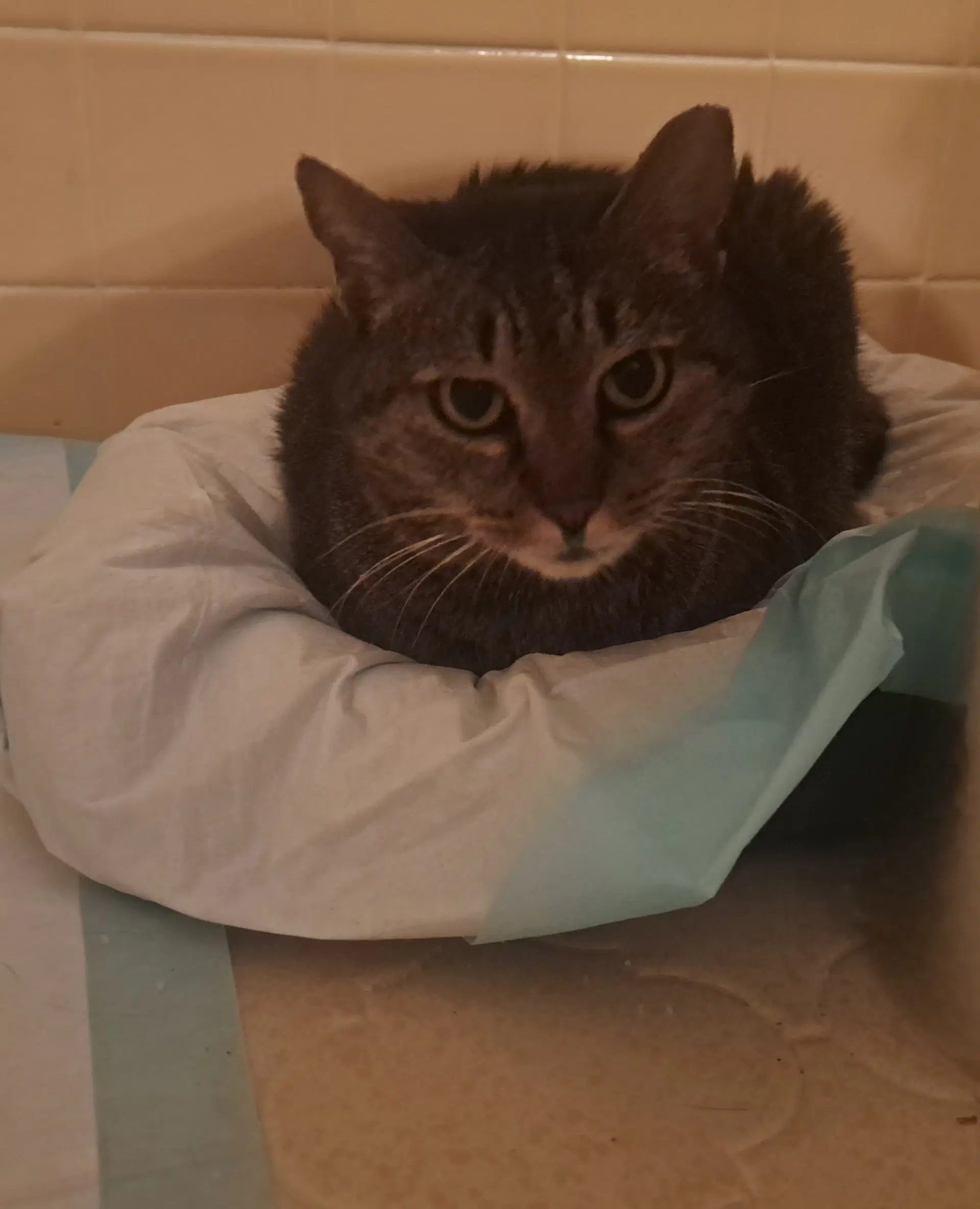 Whiskers - Domestic Short Hair