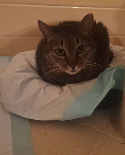 Whiskers, an adoptable Domestic Short Hair in Jacksonville, FL