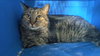 Whiskers - Photo 2