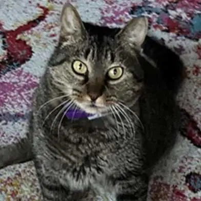 Whiskers image 3