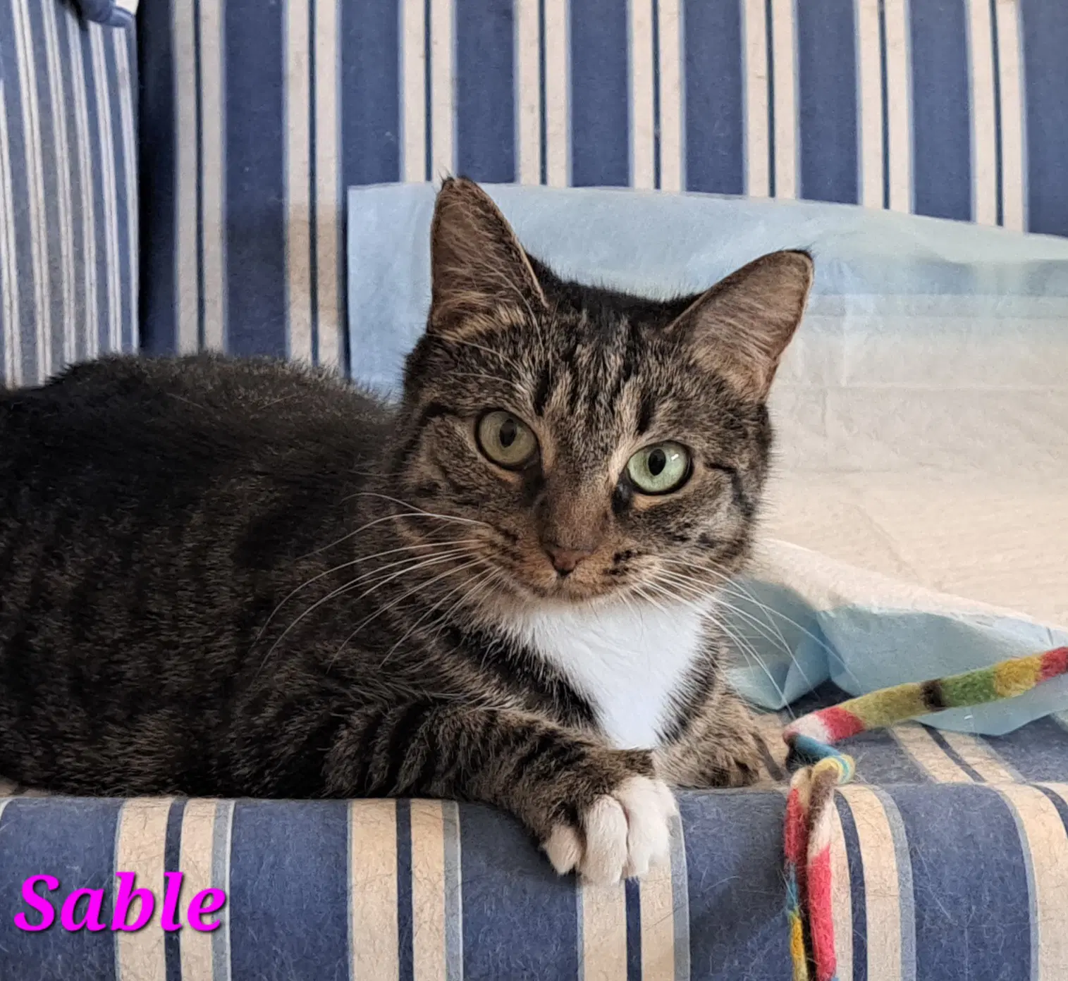 Sable - Domestic Short Hair