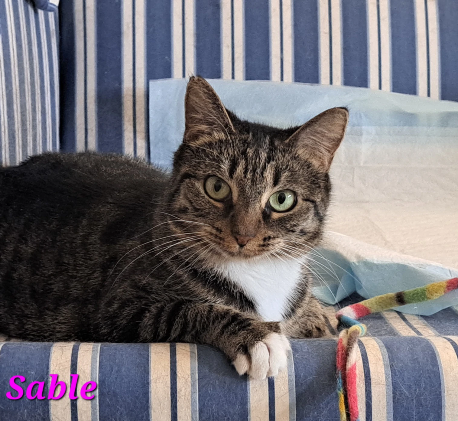 Sable