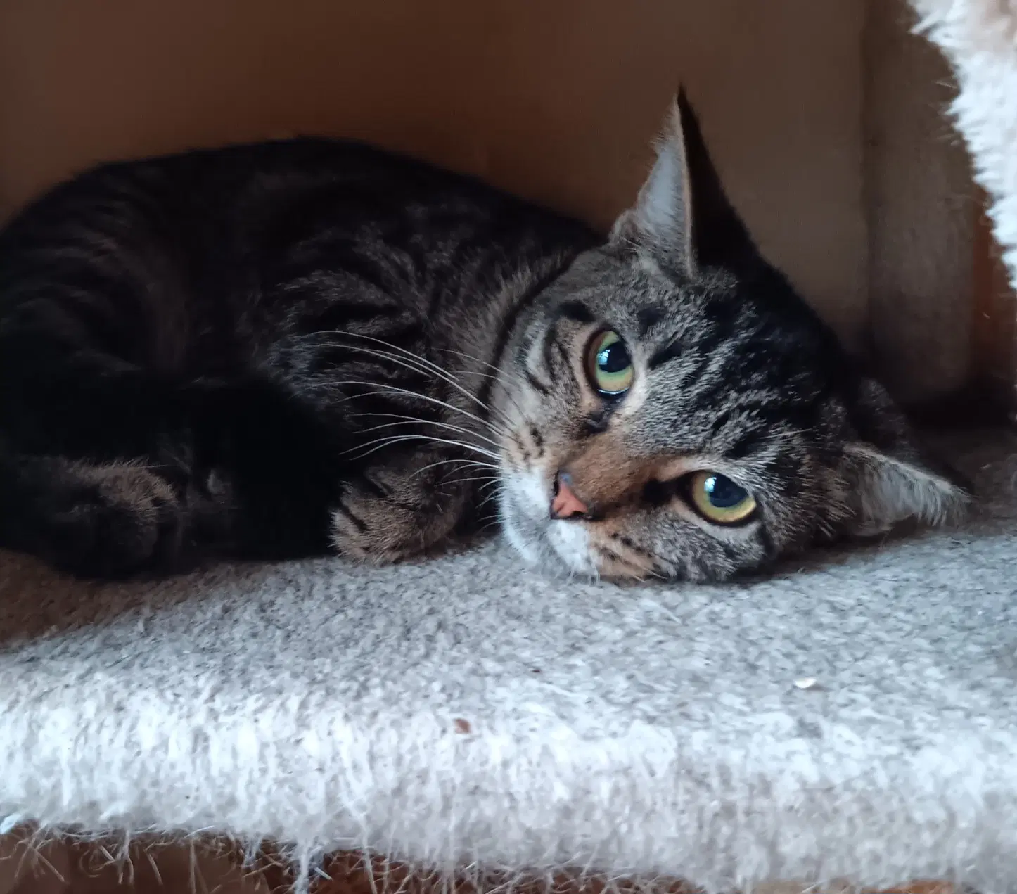 Sabrina - Domestic Short Hair