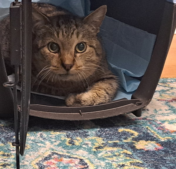 Java