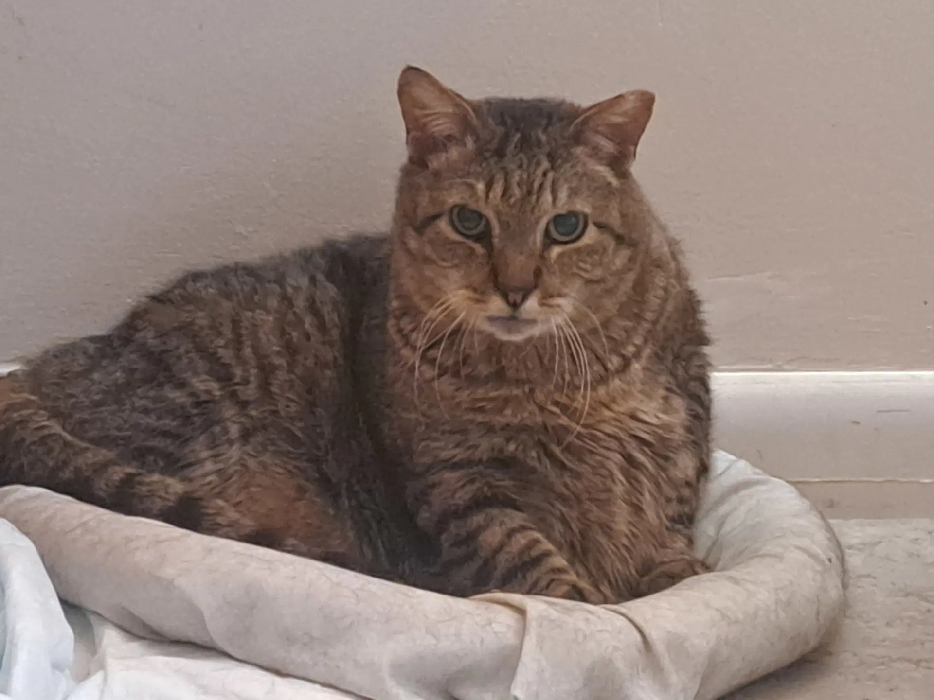 Java - Domestic Short Hair