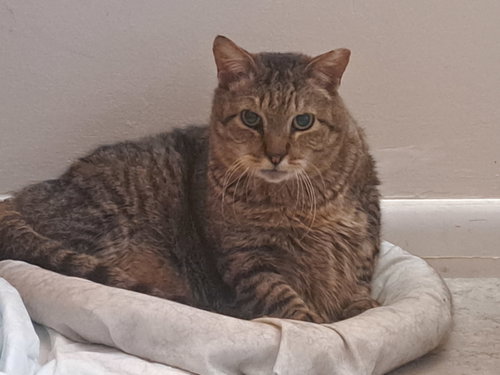 Java, an adoptable Domestic Short Hair in Jacksonville, FL
