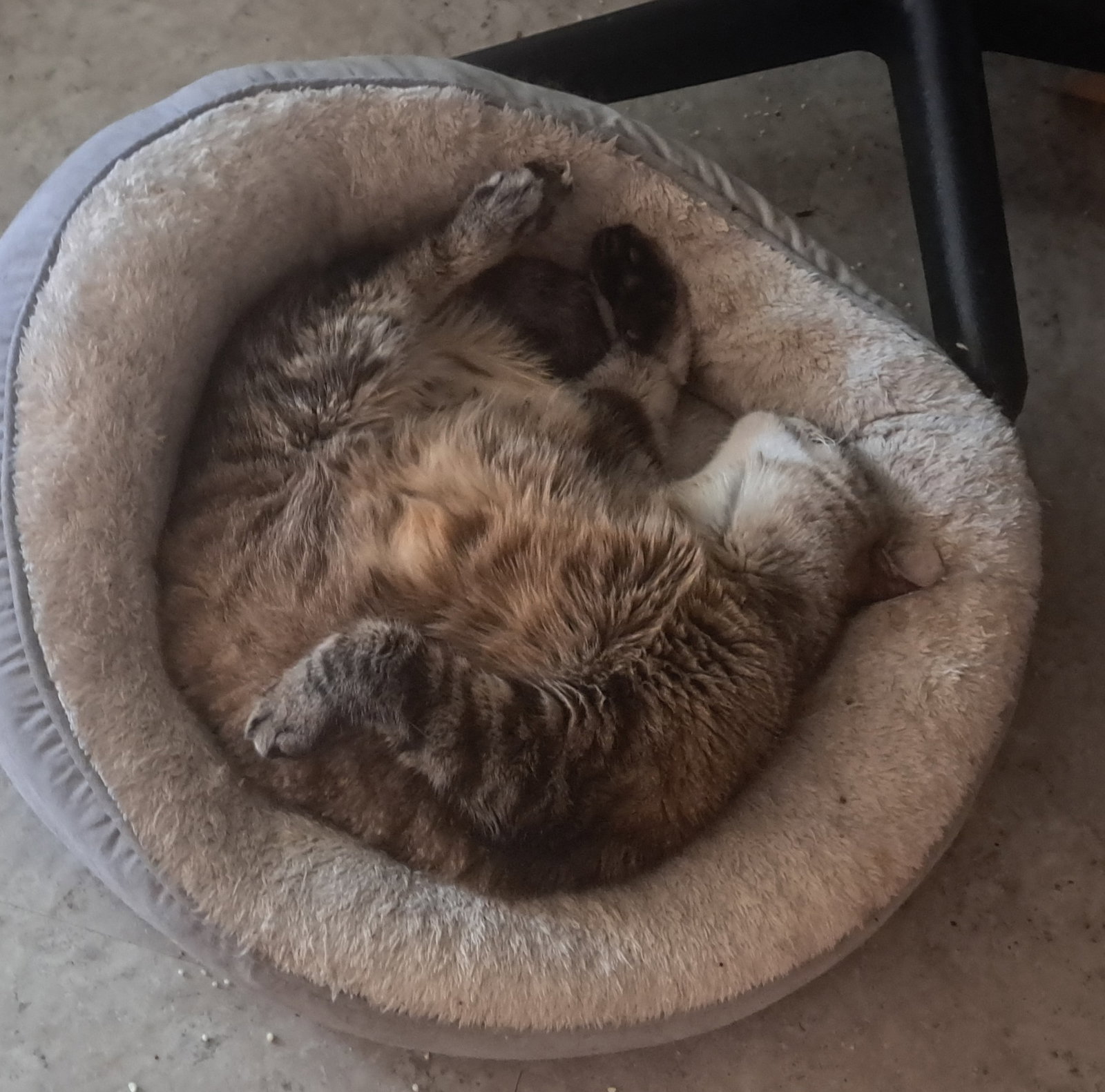 Java, photo 2