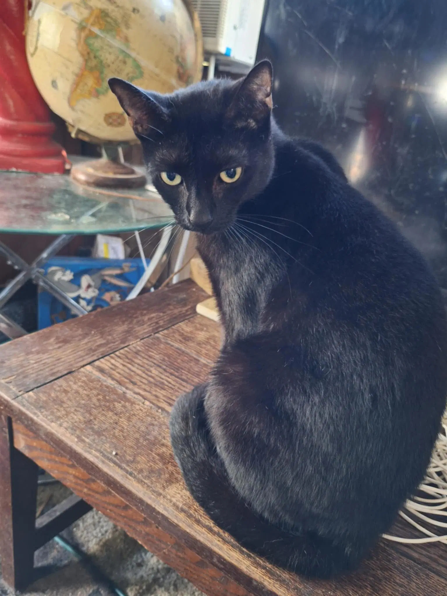 Jade - Domestic Short Hair