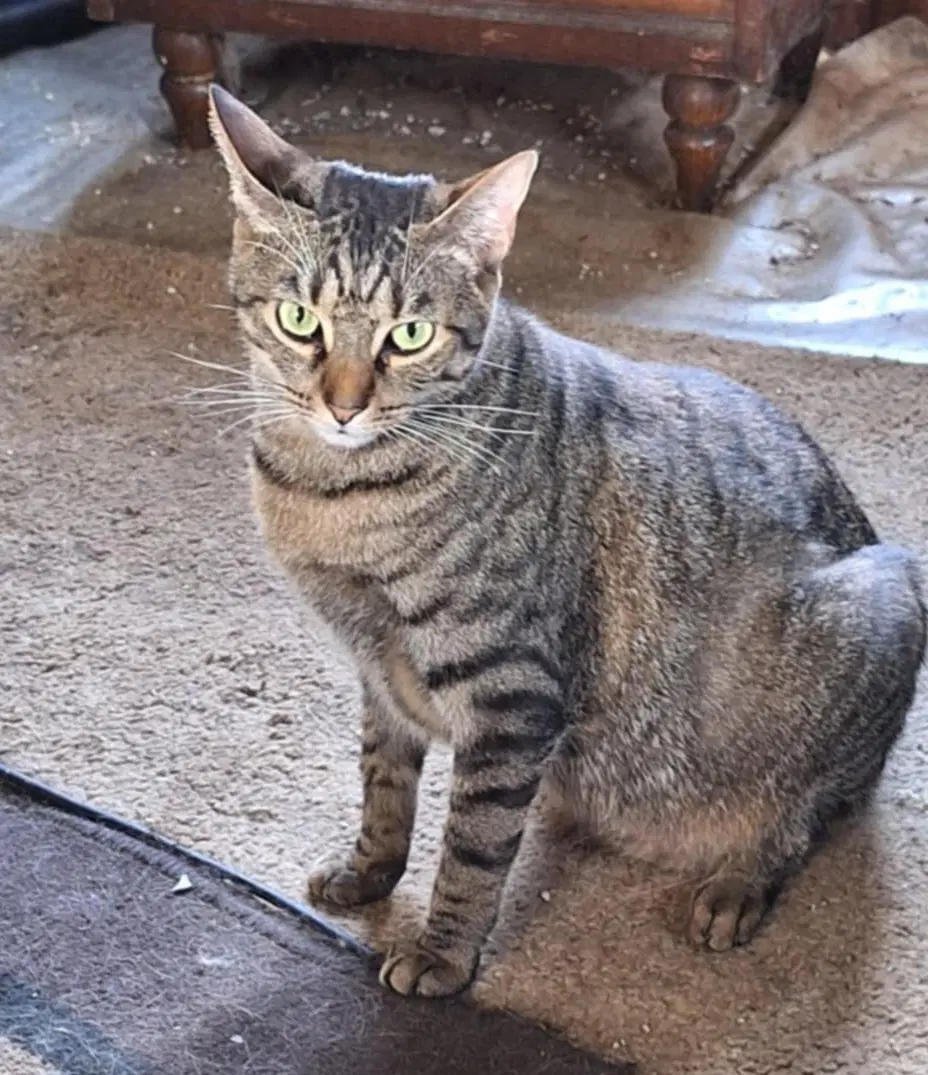 Jerry - Domestic Short Hair