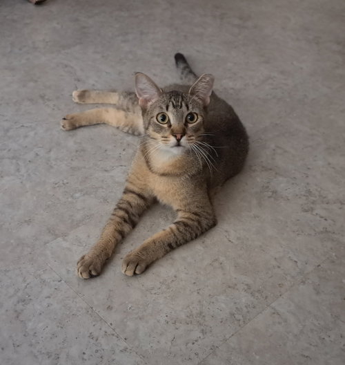 SNOW - Domestic Short Hair available for adoption
