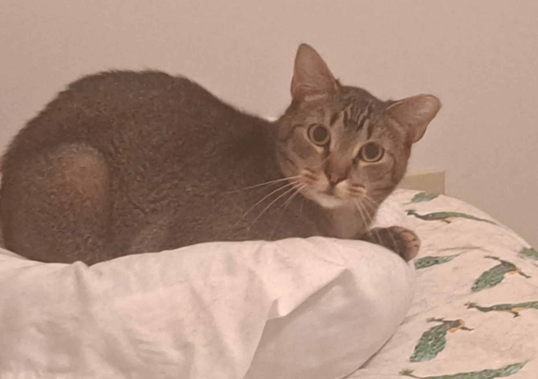 Snow - Domestic Short Hair